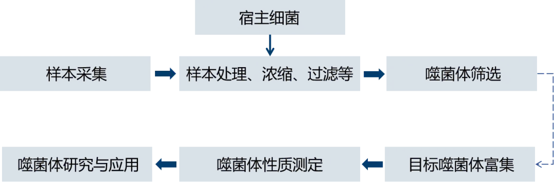 噬菌体分离.jpg