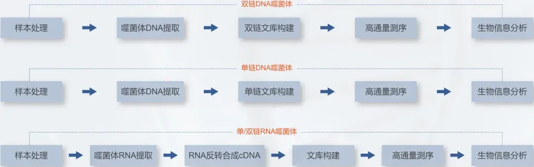 噬菌体基因组测序分析.jpg